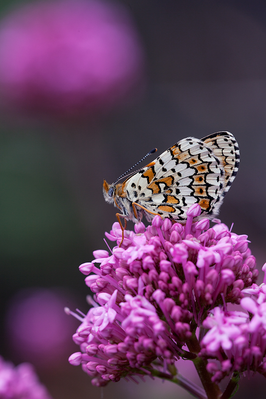 Melitaea cinxia