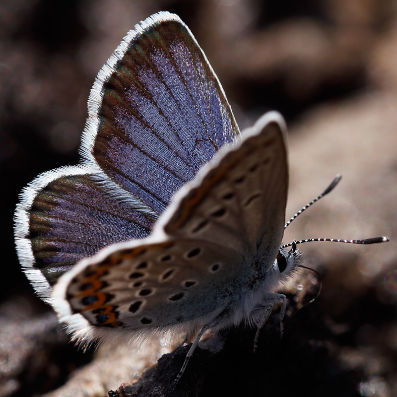 Plebejus idas nevadensis