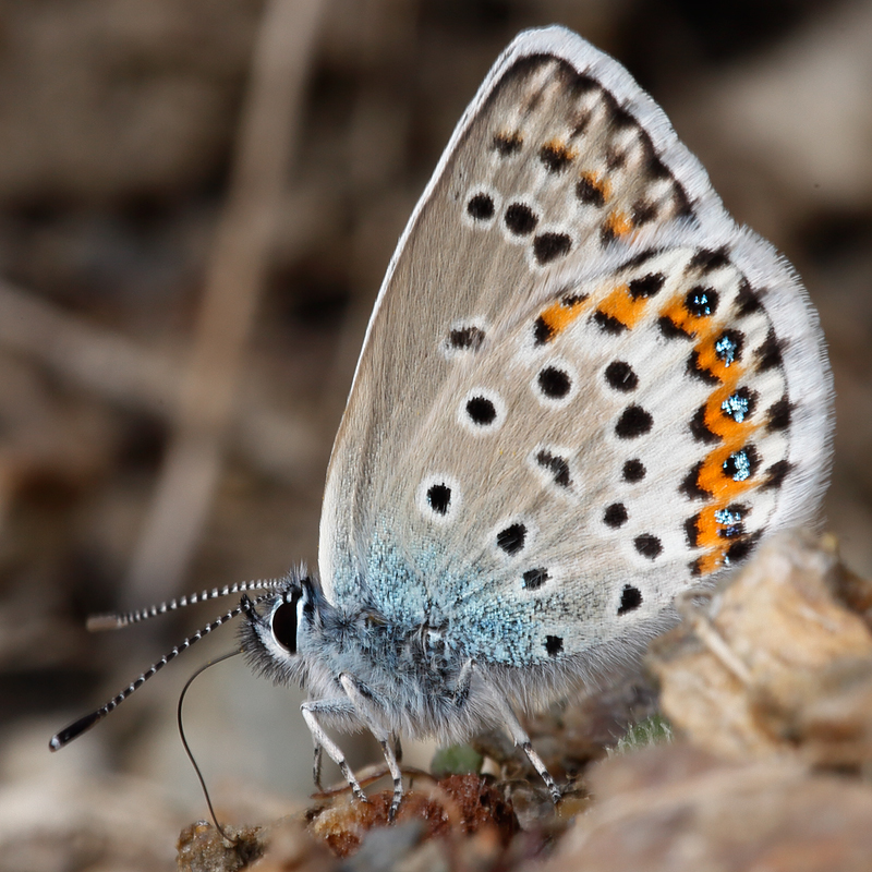 Plebejus idas nevadensis