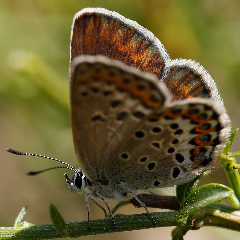 Plebejus idas nevadensis