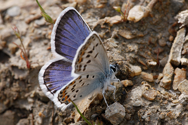 Plebejus idas hypochonius