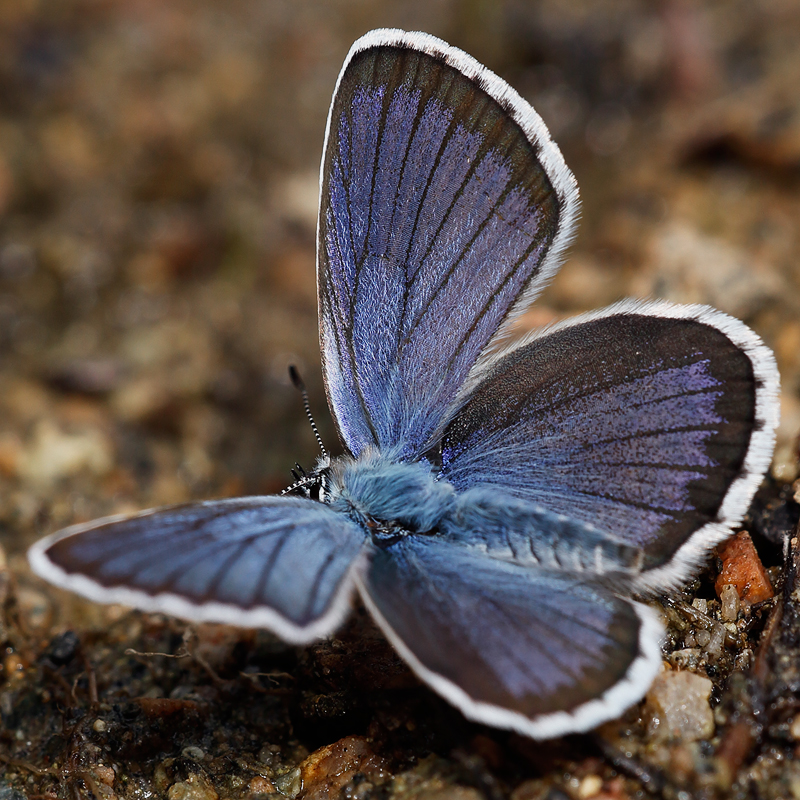 Plebejus idas