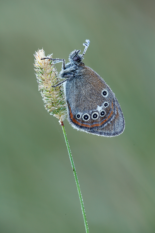 Coenonympha iphioides