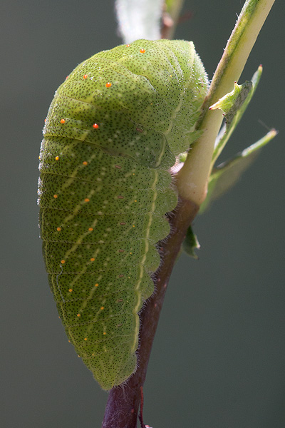 Iphiclides feisthamelii larva