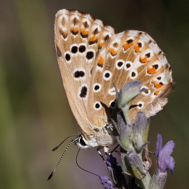 Polyommatus albicans (arragonensis)