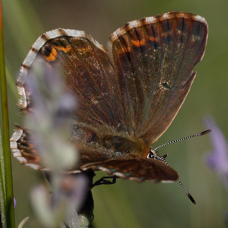 Polyommatus albicans (arragonensis)