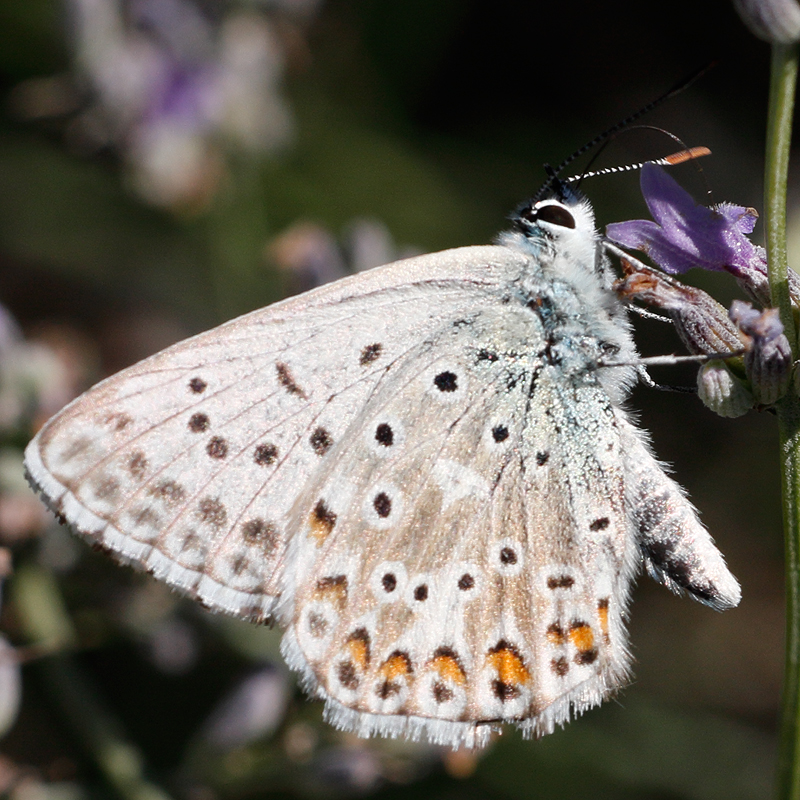 Polyommatus albicans (arragonensis)