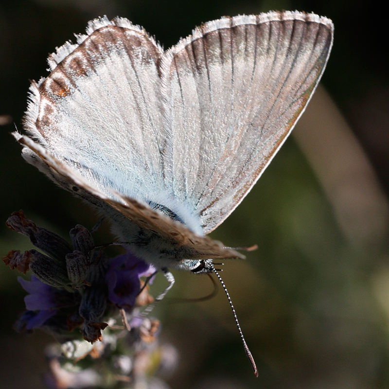 Polyommatus albicans (arragonensis)