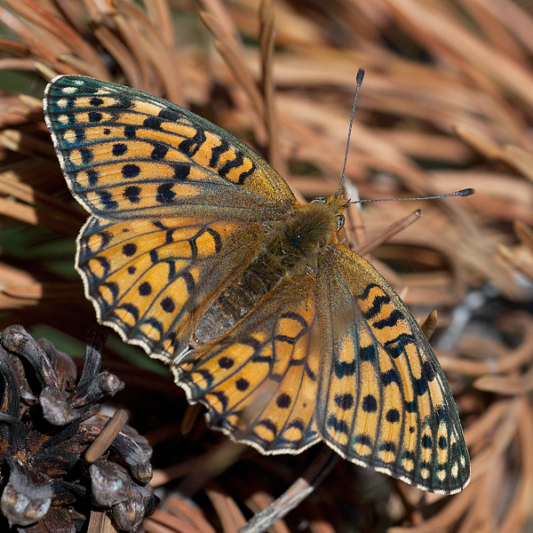 Fabriciana niobe