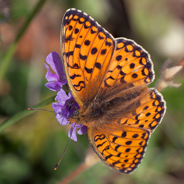 Fabriciana niobe