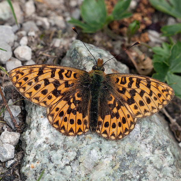 Boloria euphrosyne
