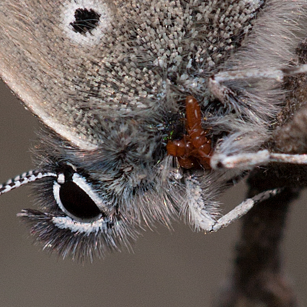 Pseudophilotes abencerragus