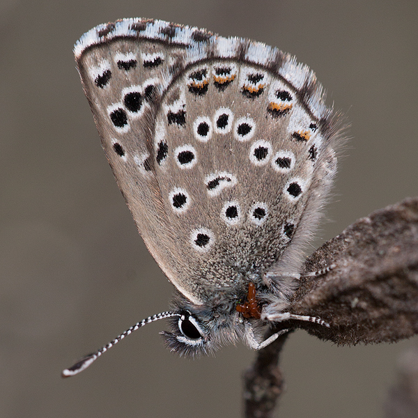 Pseudophilotes abencerragus