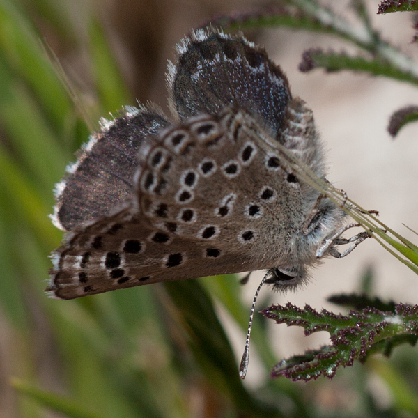 Pseudophilotes abencerragus