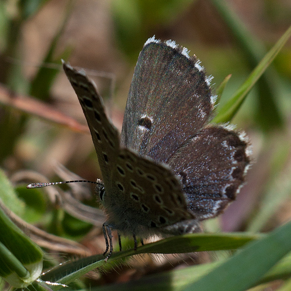 Pseudophilotes abencerragus