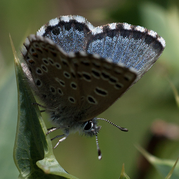 Pseudophilotes abencerragus