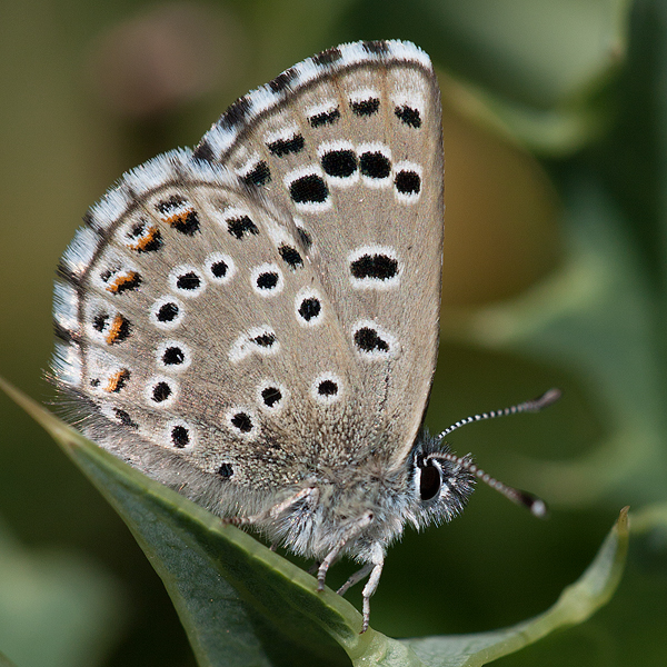 Pseudophilotes abencerragus