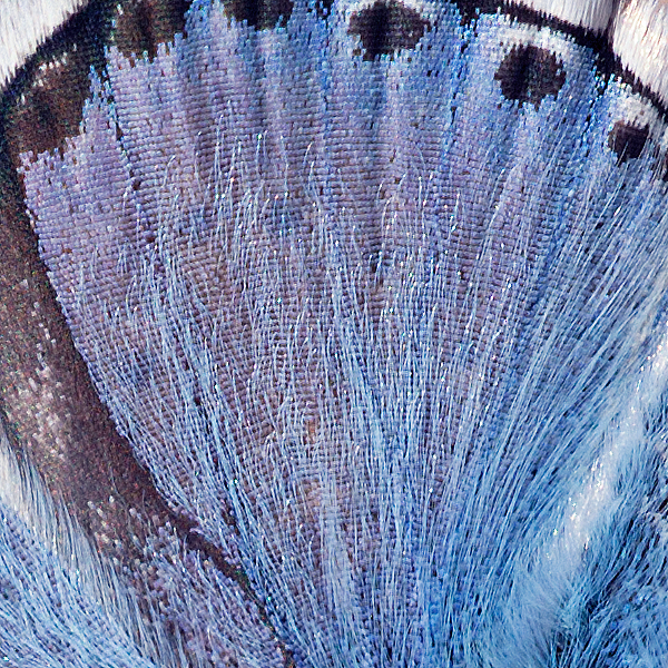 Polyommatus caelestissima