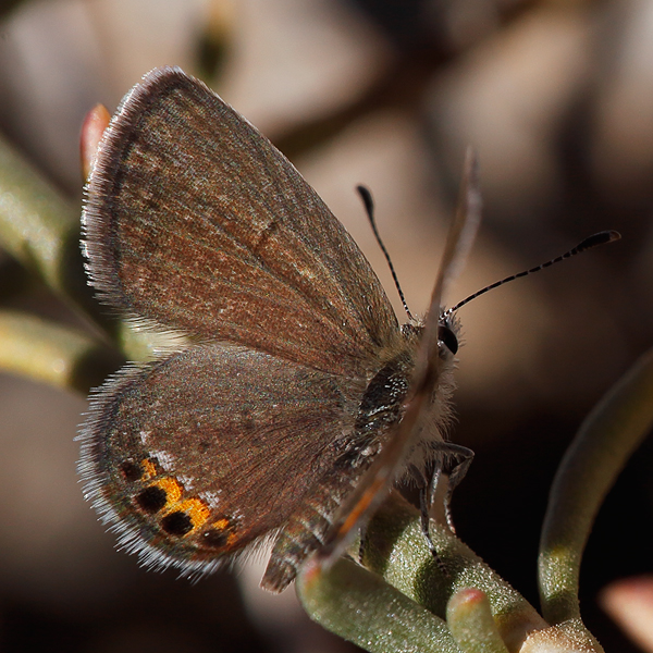 Freyeria trochylus