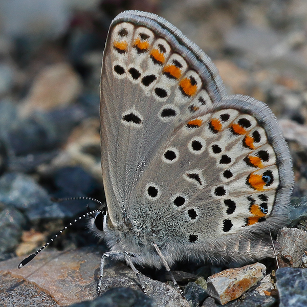 Kretania eurypilus