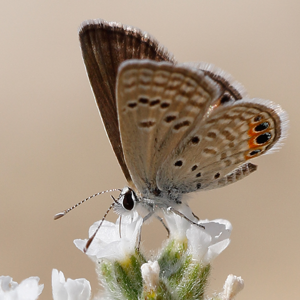 Freyeria trochylus