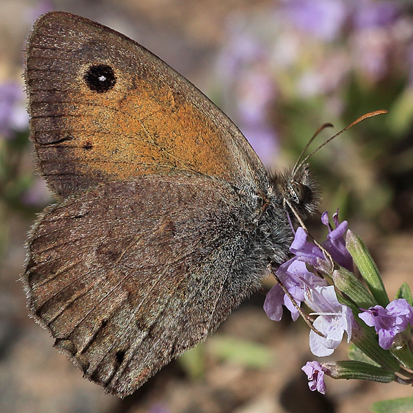 Hyponephele zuvandica