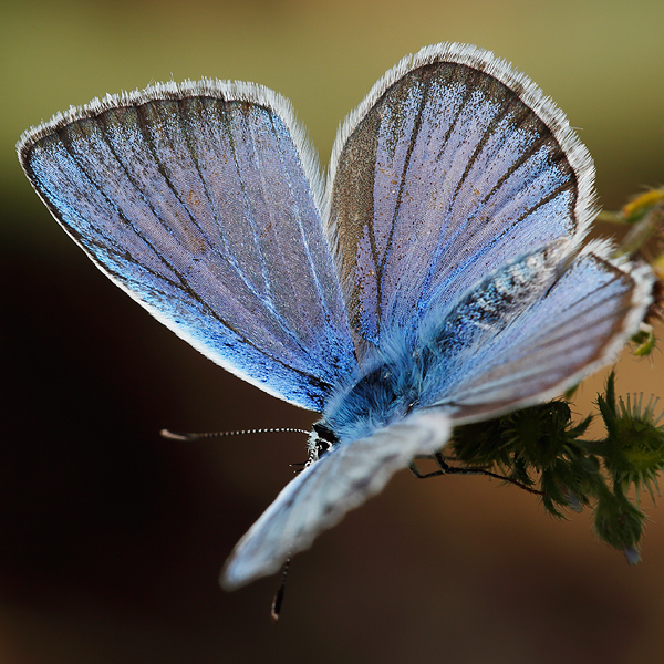 Polyommatus ninae firuze