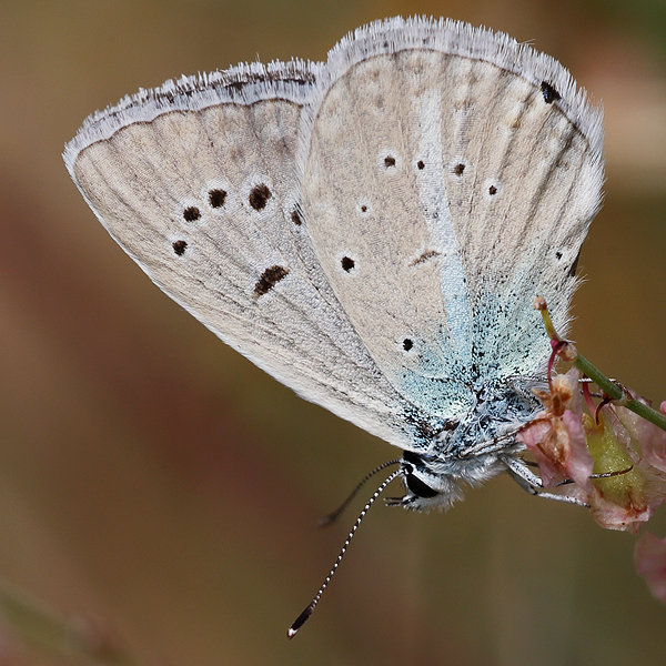 Polyommatus ninae firuze