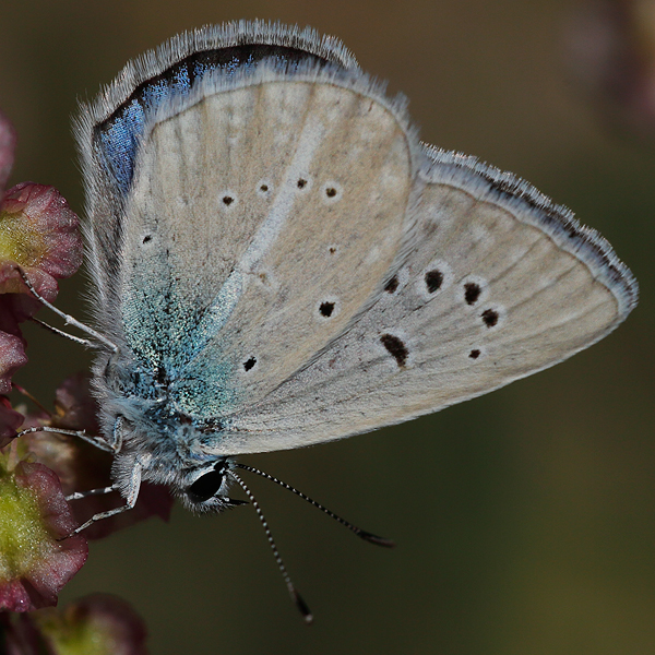 Polyommatus ninae firuze