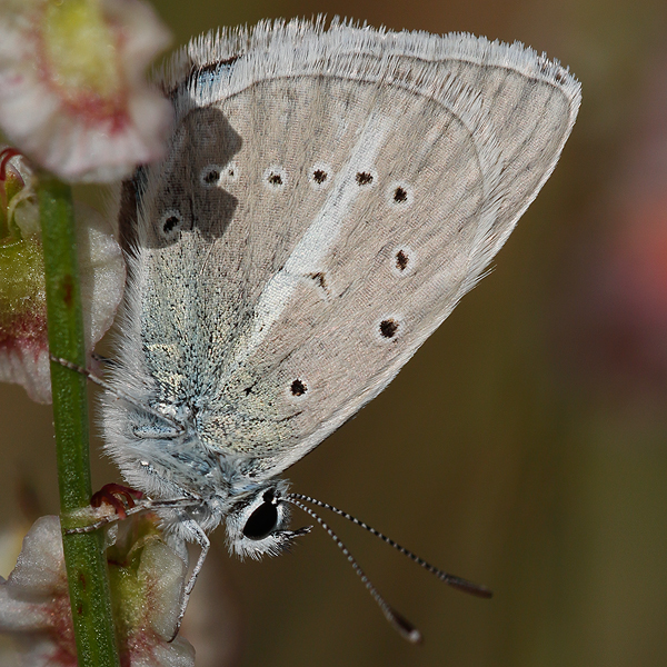 Polyommatus huberti