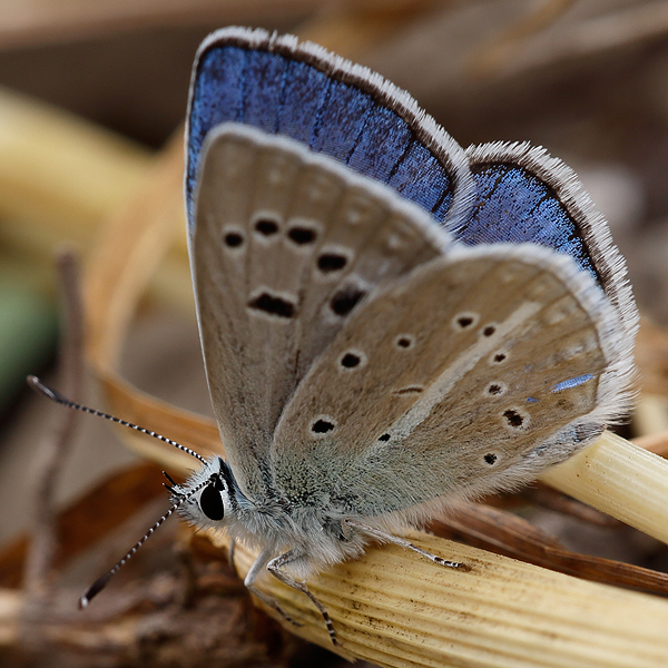 Polyommatus actis pseudoactis