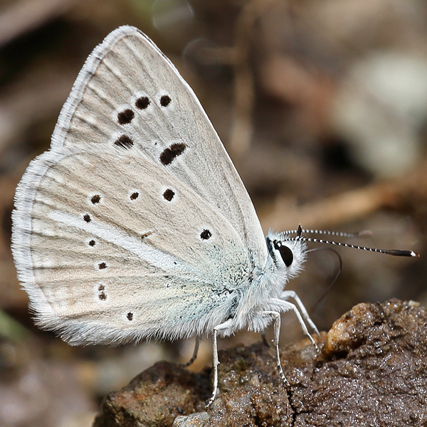 Polyommatus sp.