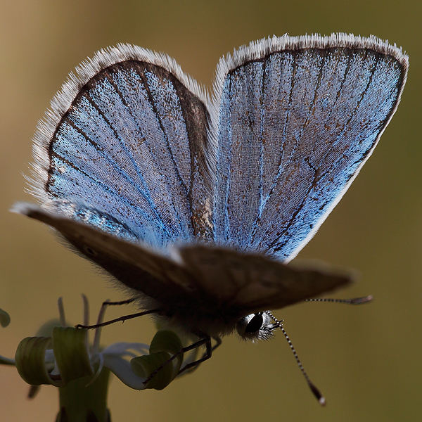 Polyommatus ninae firuze