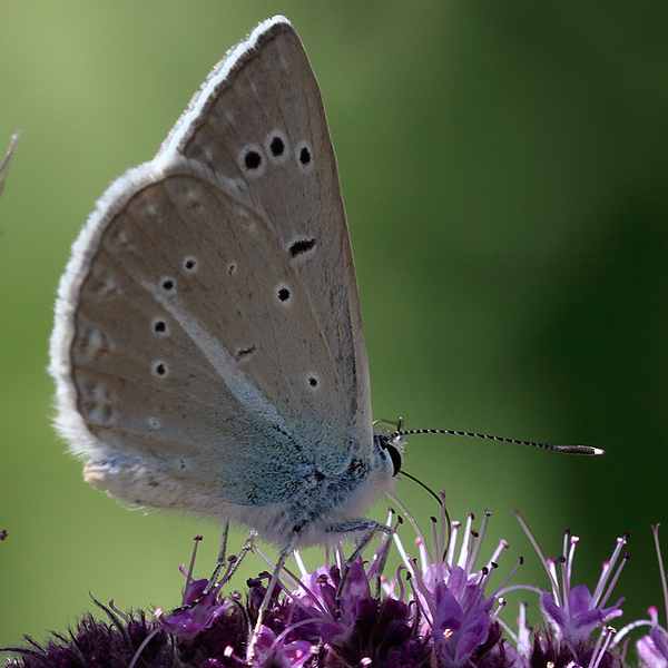 Polyommatus putnami