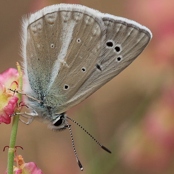 Polyommatus bilgini