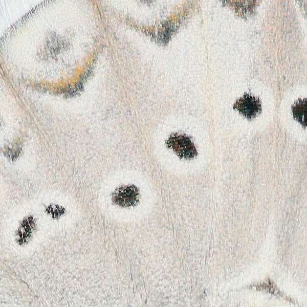 Polyommatus aedon