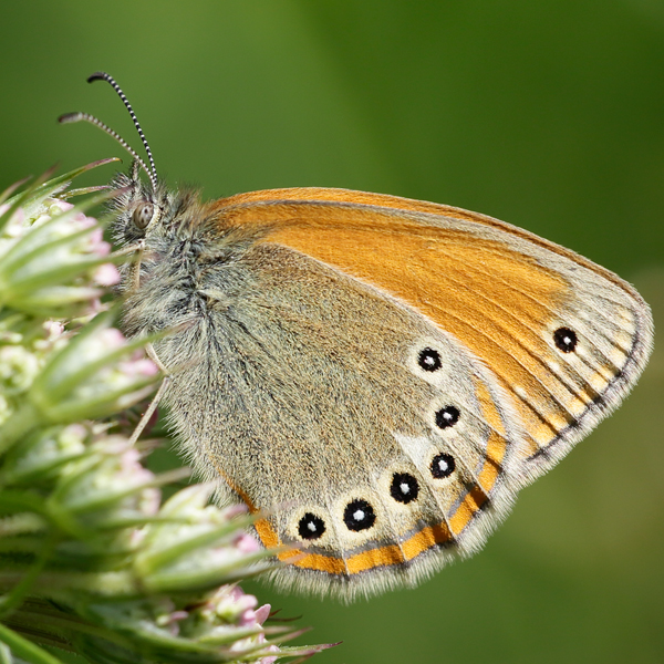 Coenonympha iphioides
