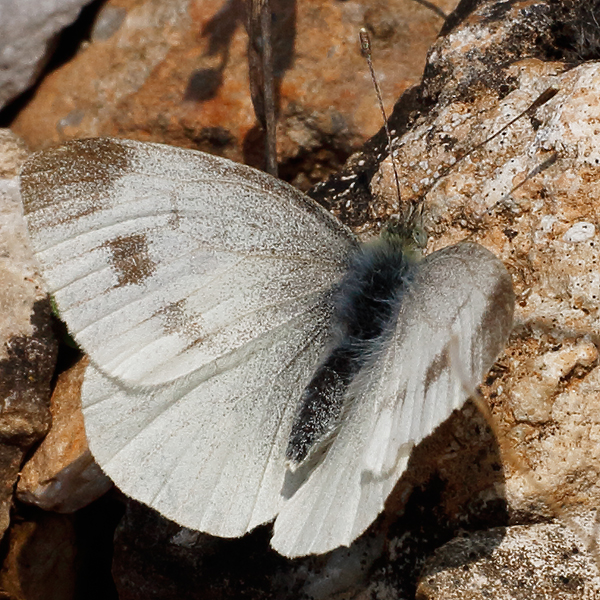 Pieris ergane