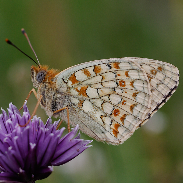 Fabriciana niobe