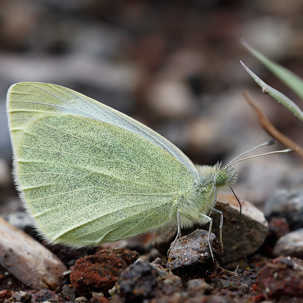 Pieris mannii