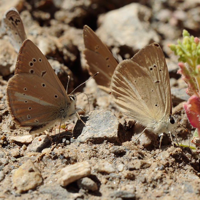 Polyommatus kurdistanicus, Polyommatus dantchenkoi