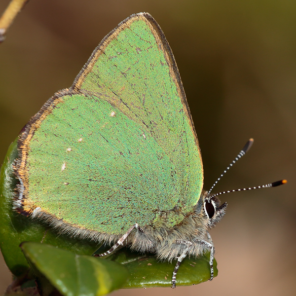 Callophrys rubi