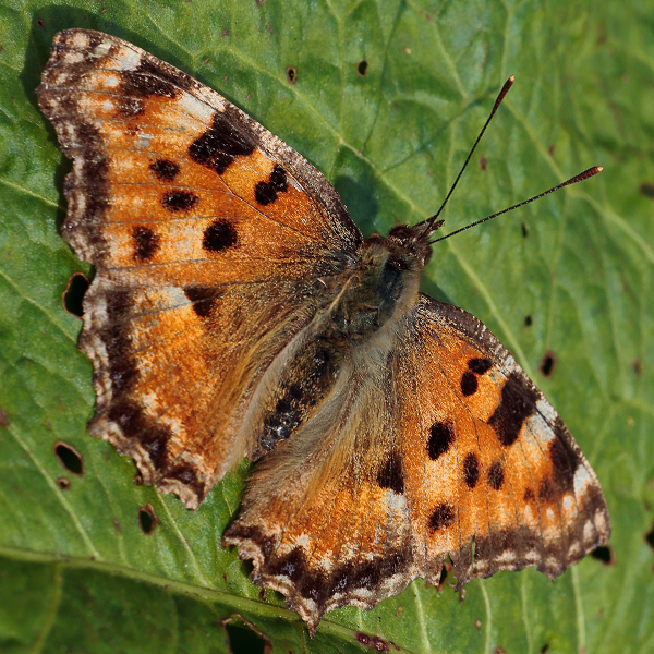 Nymphalis polychloros