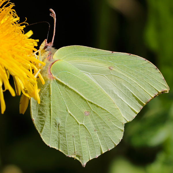 Gonepteryx rhamni