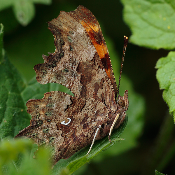 Polygonia c-album