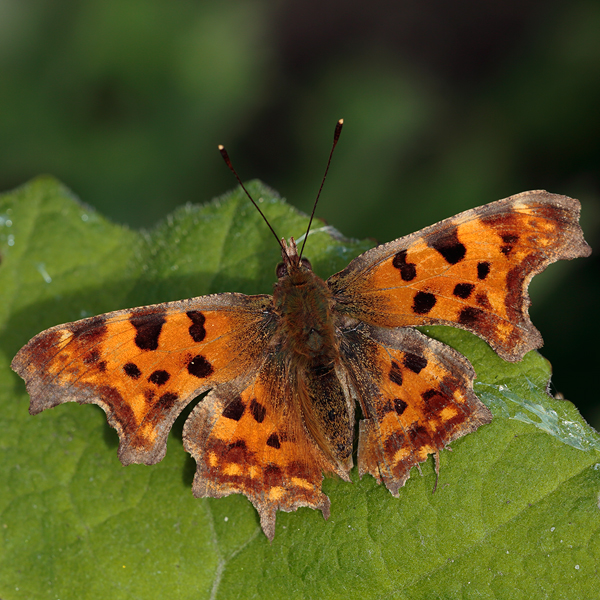 Polygonia c-album