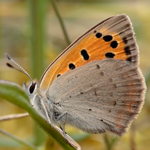 Lycaena phlaeas