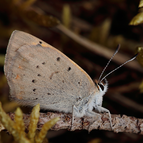 Lycaena phlaeas