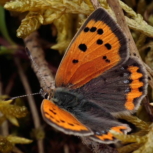 Lycaena phlaeas