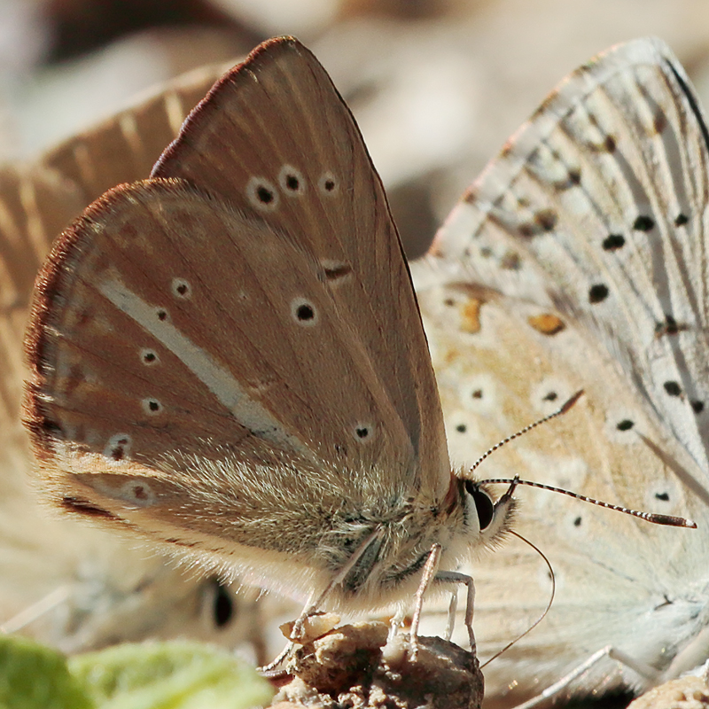 Polyommatus dantchenkoi kanduli